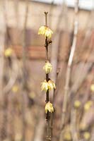 Chimonanthus praecox 'Luteus' - Wintersweet