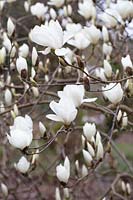 Magnolia 'Anticipation'