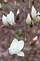 Magnolia 'Anticipation'