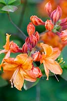 Rhododendron 'Rumba' - Azalea
