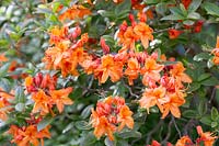 Rhododendron 'Rumba' - Azalea