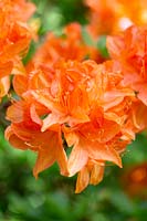 Rhododendron 'Koningin Emma' syn. 'Queen Emma' - Azalea