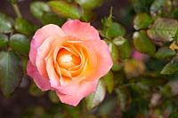 Rosa 'Jam and Jerusalem' - Floribunda Rose