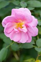 Rosa Cariad 'Auspanier' - English Shrub Rose