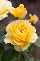 Rosa Glorious 'Interictira - Rose