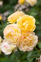 Rosa Absolutely Fabulous 'Wekvossutono' - Floribunda Rose