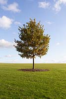 Quercus robur - English Oak - immature specimen planted in field with grass cleared around base