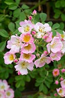 Rosa 'Kew Rambler' - Rambling Rose