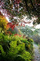 A path through ferns and autumn acer foliage in the upper garden at John Ruskin's Brantwood Gardens, Coniston, Cumbria, UK