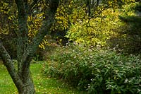 Bergenia crassifolia growing beneath autumn foliage at Chapelside