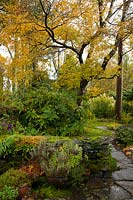 The view over a moss covered stone wall to Mahonia japonica and autumn foliage 
