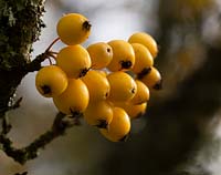 Malus fruit on a tree 