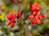 Hesperantha coccinea - Kaffir Lily