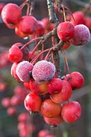 Frost on the crab apples of Malus 'Red Sentinel'