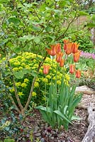 Tulipa 'Ballernia' and Euphorbia 'Midas'