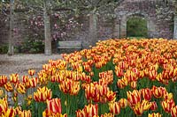 Tulipa 'Cape Cod' at Arley Arboretum, May