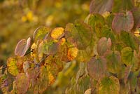 Cercidiphyllum japonicum AGM autumn colour