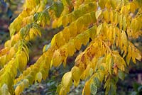 Kentucky coffeetree - Gymnocladus dioicus 