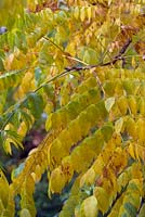 Kentucky coffeetree - Gymnocladus dioicus
