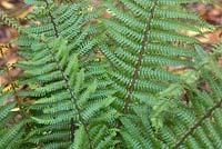 Dryopteris affinis - Western Scaly Male Fern