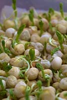 Sprouting chick peas, chickpea or garbanzo - Cicer arietinum
