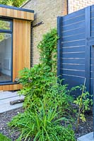 Planting of Fatsia japonica and tomato plants in Walthamstow Modern Garden by Earth Designs