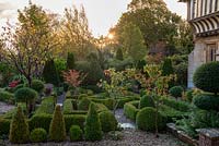 At dawn, a formal parterre created from clipped box hedges, balls and standards, with the red autumn foliage of small flowering almonds, Prunus triloba.