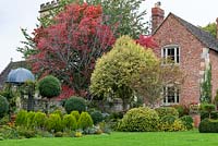 A mature ornamental cherry with autumn's red foliage, towers above a variegated Portuguese laurel, euonymus at its feet. The gazebo is set amongst privet standards and dwarf golden green conifers, Thuja orientalis 'Aurea Nana'.