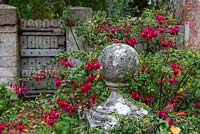 An ancient stone ball finial is engulfed in Fuchsia magellanica