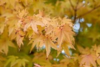 Acer palmatum 'Sango-Kaku', the coral bark maple, a deciduous tree with coral red young branches, and foliage that turns yellow in autumn.