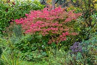 Euonymus alatus, winged spindle or burning bush, is a spreading shrub or small tree with scarlet foliage in autumn.