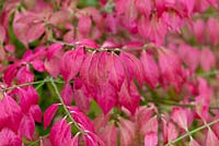 Euonymus alatus, winged spindle tree or burning bush, a spreading shrub or small tree with scarlet foliage in autumn.