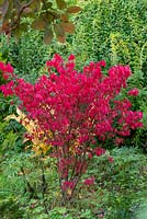 Euonymus alatus 'Compactus', winged spindle tree or burning bush, a spreading shrub or small tree with scarlet foliage in autumn.