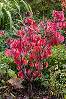 Cornus kousa var. chinensis, Chinese dogwood, bears green spring foliage that turns red in autumn.