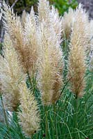 Cortaderia selloana 'Sunningdale Silver'- pampas grass
