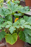Courgette 'One Ball', a compact F1 variety