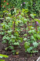 Young runner bean plants are trained up a metal plant support, their stems enclosed in a copper ring to deter slugs and snails.