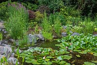 A naturalistic pond with water lilies, surrounded in beds of ferns, lythrum, grasses and acers.