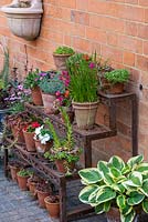 Old iron shelving holds pots of succulents, busy-lizzies, bulbs and dianthus.