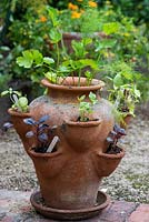 A terracotta strawberry planter is planted with different varieties of basil.