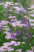 Linaria purpurea or purple toadflax, an herbaceous perennial, in combination with Achillea millefolium 'Lilac Beauty', yarrow.