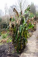 Musa basjoo about to be cut back and given winter protection