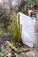 Man wrapping fleece around a Musa basjoo stem for winter protection for the first stage in providing winter protection