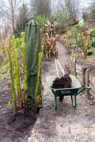 Musa basjoo stems in a wheelbarrow ready to be taken to a greenhouse for overwintering