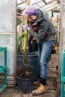 Woman placing a Musa basjoo stem into a pot for overwintering in a greenhouse