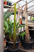 Banana plants and Strelitzias in pots beginning to overwintering in a greenhouse