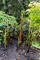 The leaves on Banana stems have been cut back in preparation to cover for winter protection