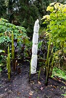Elastic bands secure pond liner fleece which has been wrapped around the cut back stem of a banana plant for winter protection
