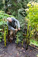 A man is opening the air vent on a waterproof garden umbrella cover which sits over a length of 300mm Plain Ended Unperforated 'Solid' Twinwall Pipe wrapped twice with insulating thick pond liner underlay which  covers a cut back stem of a banana plant for over winter protection