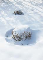Plant covered with snow.